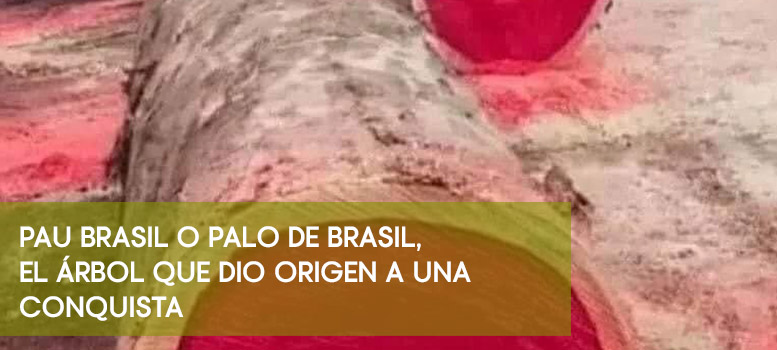 Pau Brasil o Palo de Brasil, el árbol que dio origen a una conquista
